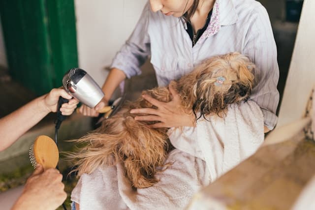 Chequeo Veterinario