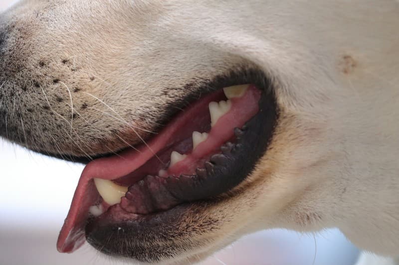 Odontología Veterinaria