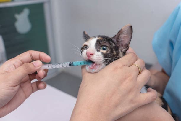 Desparasitación Veterinaria