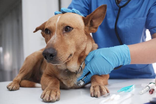 Esterilización Veterinaria
